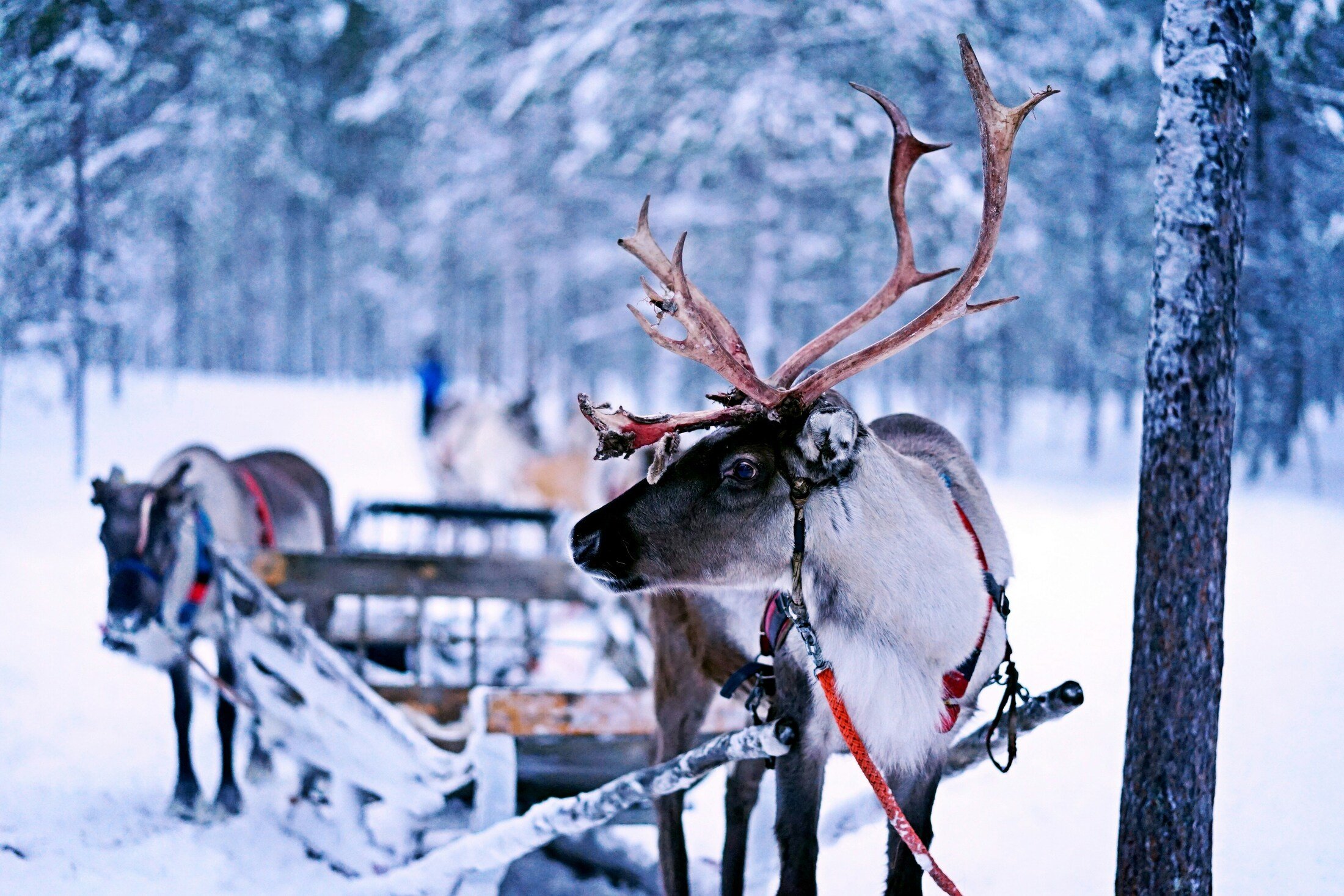 Reindeer safaris.